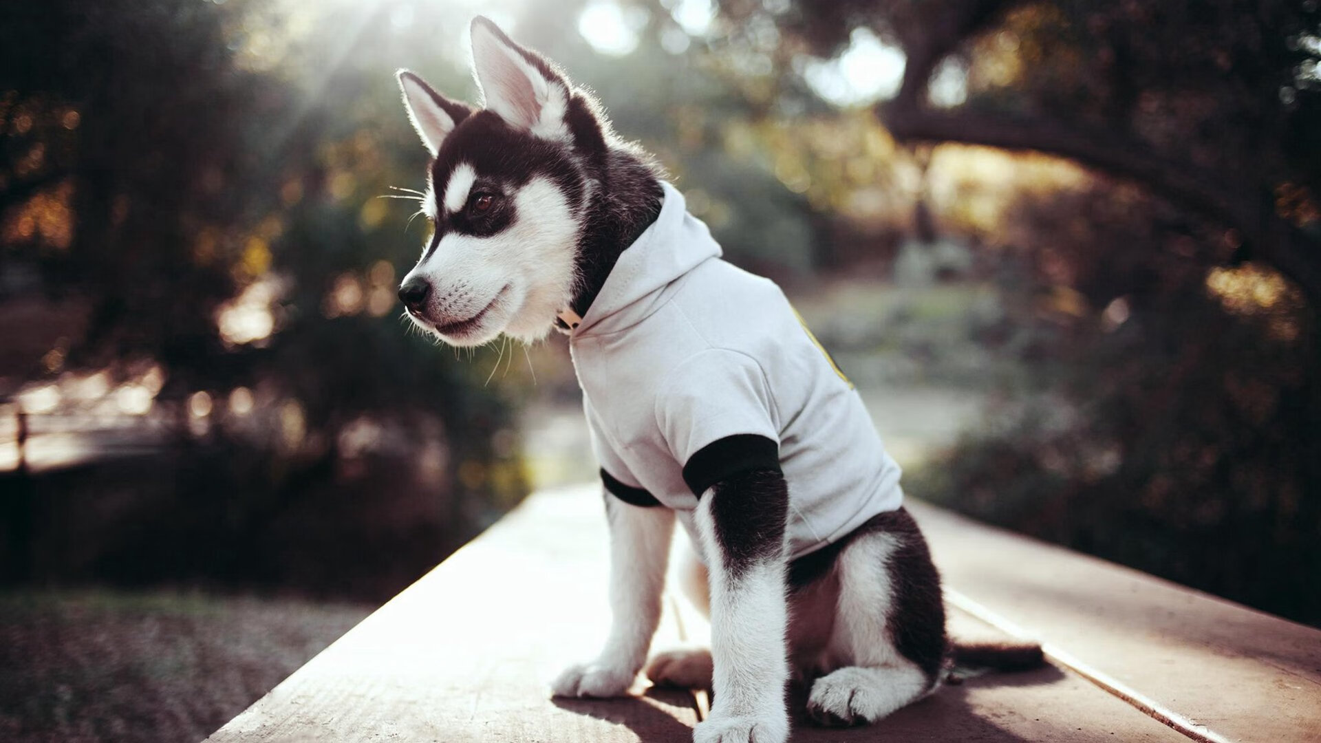 爱游戏娱乐-国际足联官宣世界杯扩军至48支球队，世界杯 扩军