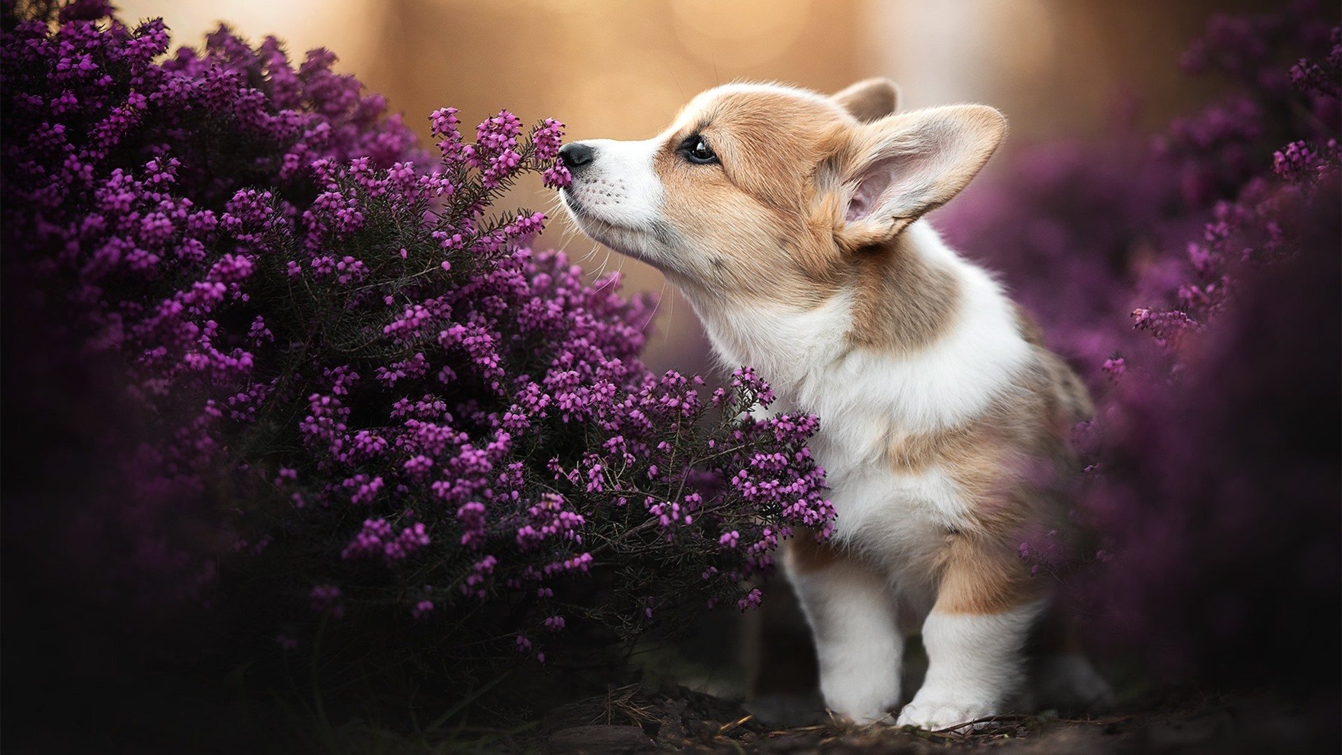 爱游戏-在2019年总决赛第六场，库里一人拿下23分，关键时刻多次砍下关键三分，助勇士夺冠