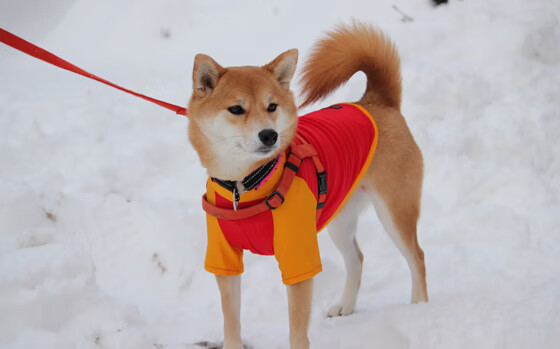 季后赛热点:哪些球队最可能成为“黑马”?,参加季后赛最多的球员