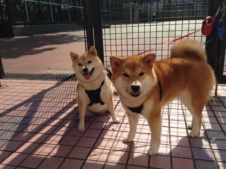 门兴格拉德巴赫持续稳步上升，门兴格拉德巴赫官网商城