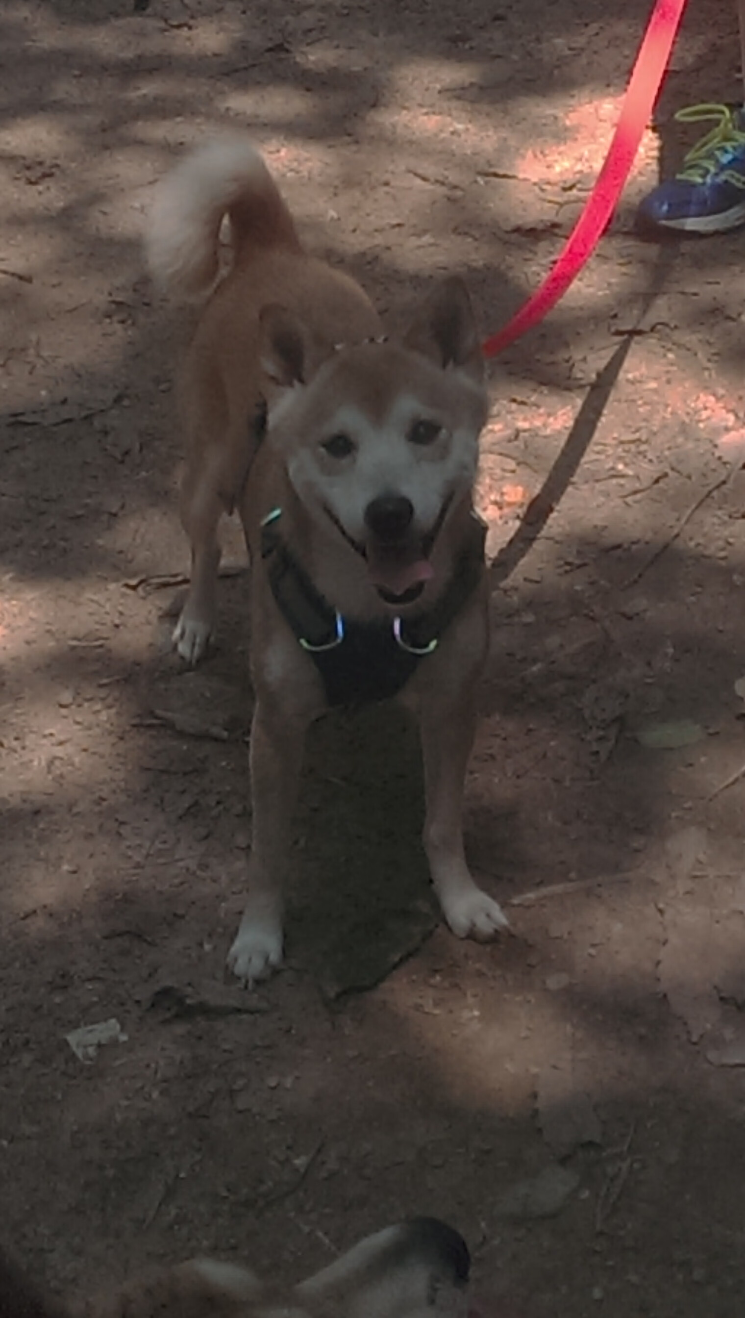 AIYOUXI.COM-墨西哥战胜加拿大，冬奥足球荣登领奖台，奥运会墨西哥对加拿大