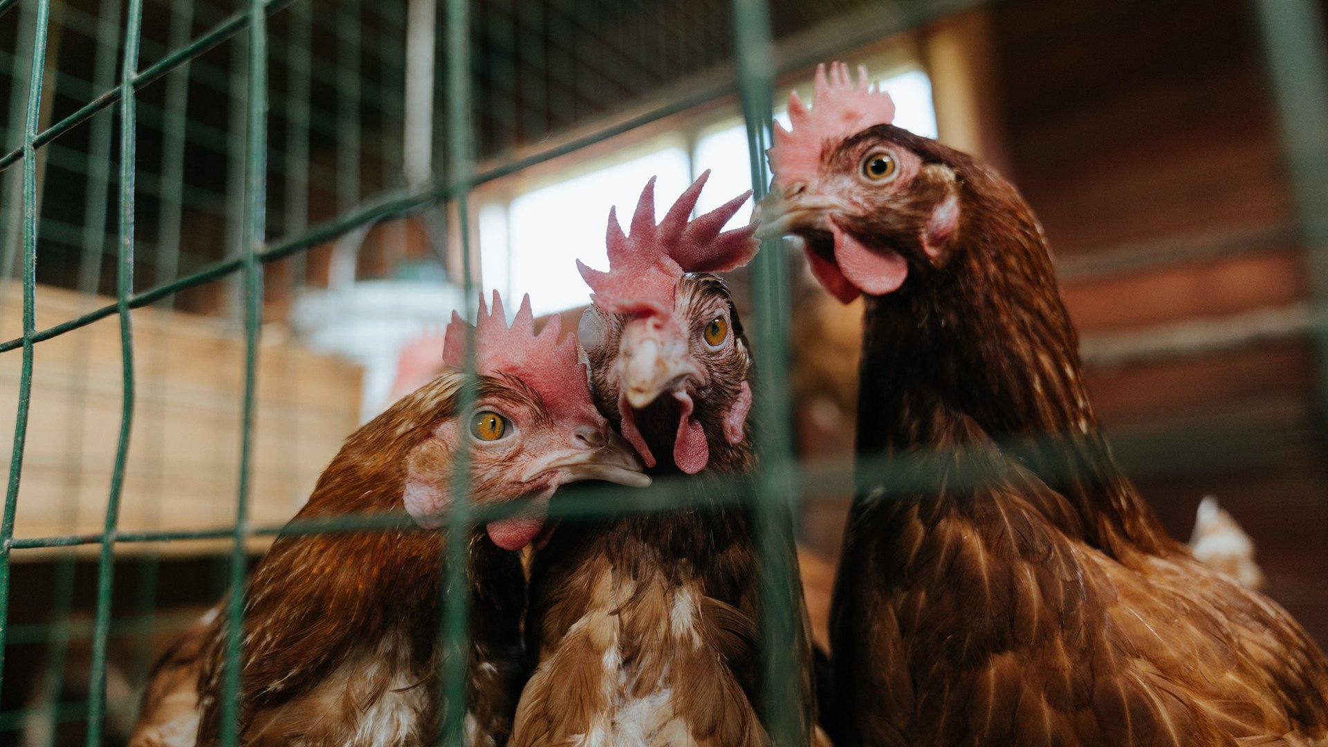 沃尔夫斯堡迎战多特蒙德,争取三分,沃尔夫斯堡vs多特