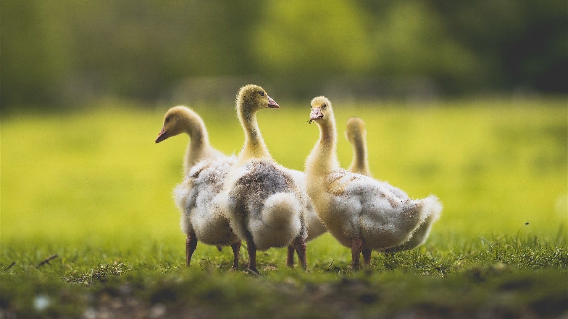 爱游戏官方网站-电竞游戏赛事转播多角度拍摄技术探索，电竞行业剧怎么拍