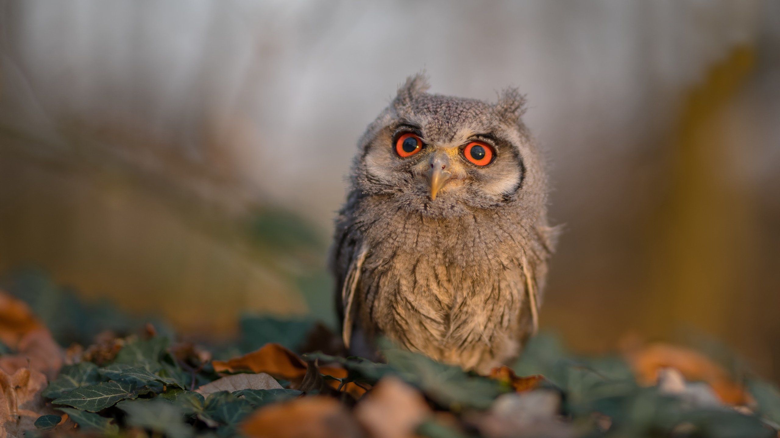 爱游戏官网-电竞赛事转播质量提升，电竞转播方案