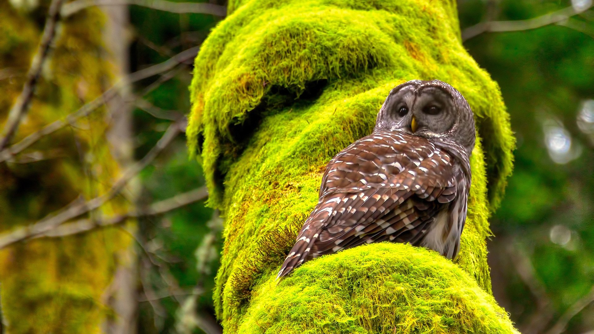 韩选手星际争霸世界赛夺冠,星际争霸韩国冠军