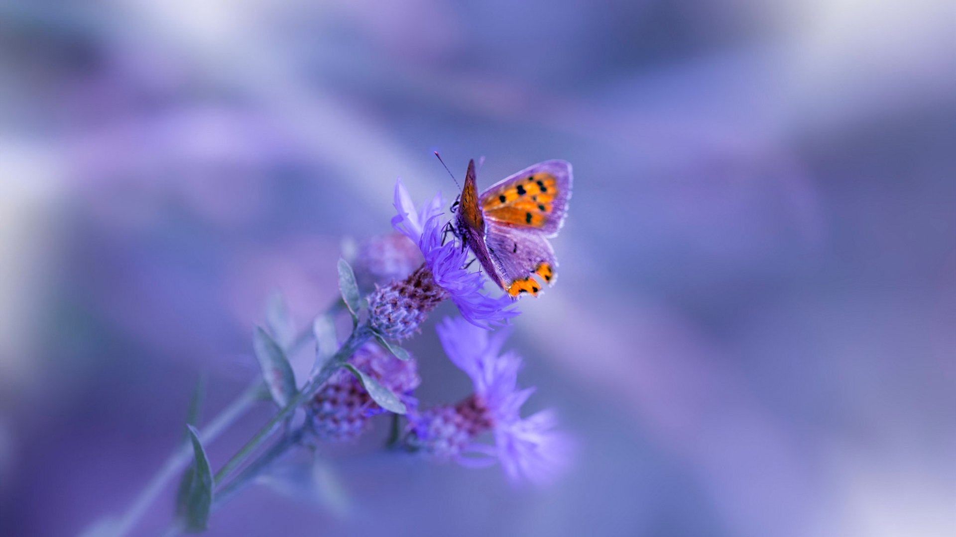 世界青少年自行车赛中国骑手再创佳绩,2020全国青少年自行车锦标赛