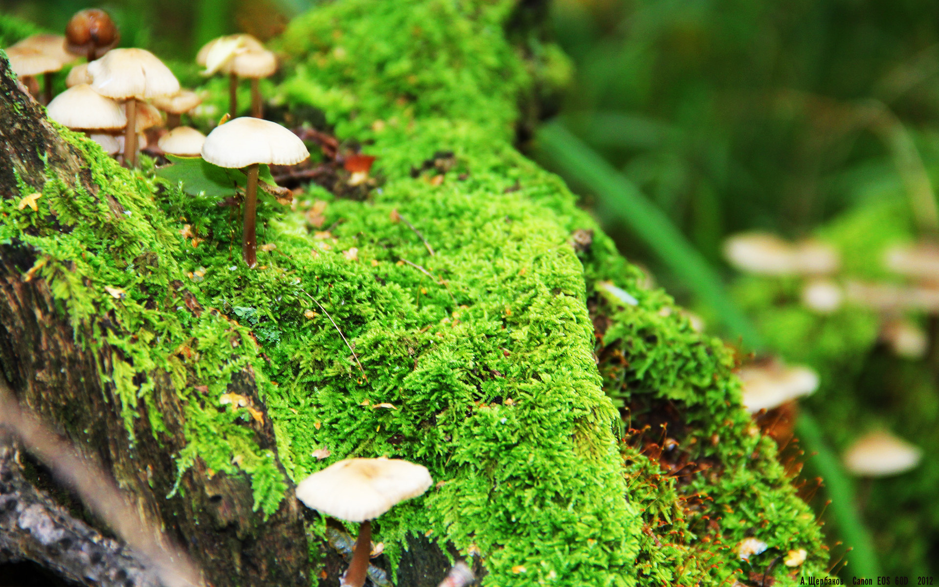 中国篮球教练员执教能力提升路径研究,中国篮球教练员岗位培训a级教程书籍