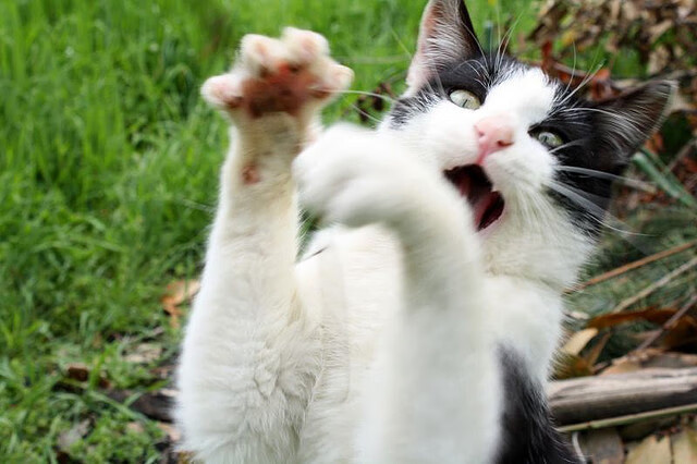 爱游戏 电竞-体育新闻中心公布国际裁判中文翻译术语标准更新，国际裁判英文