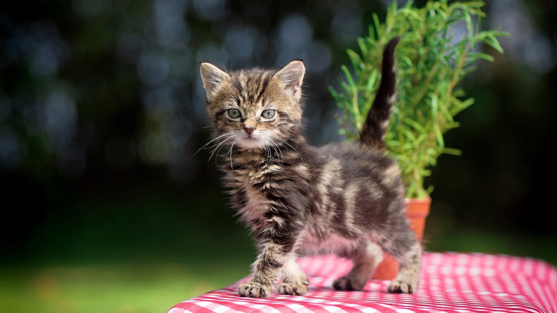 场馆升级改造完成新引入灯光与音响系统提升赛事氛围,场馆建设