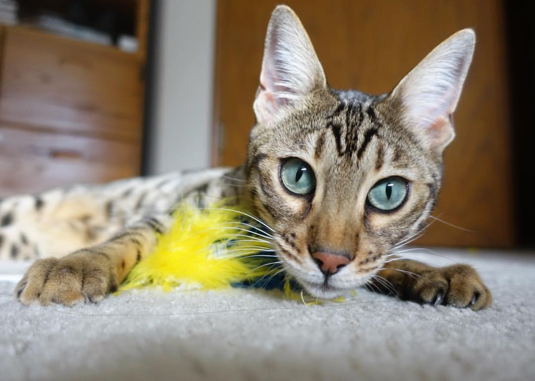 球队数据分析师揭示对手弱点,比赛策略精准,球队分析app