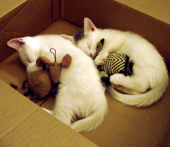 蛙泳比赛吉尔吉斯斯坦实力提升明显，吉尔吉斯斯坦赛程