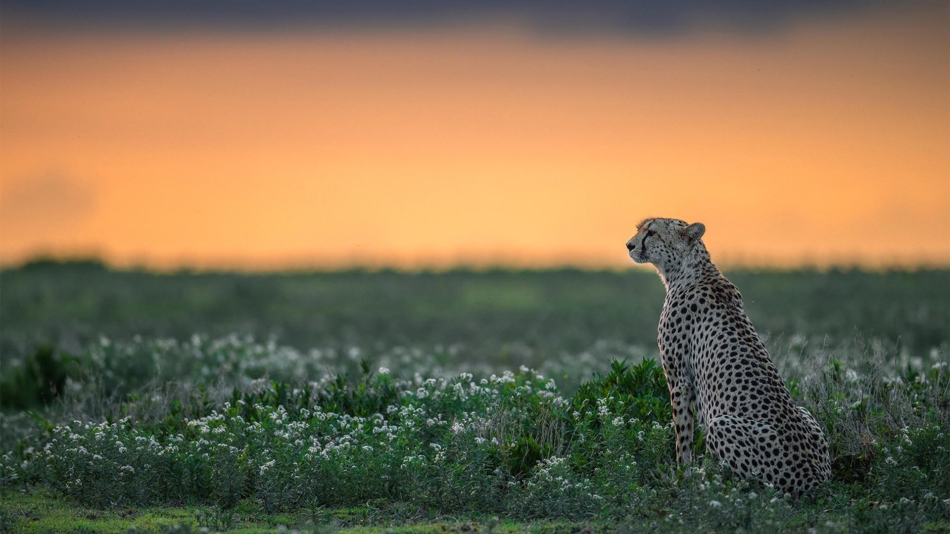 足球联赛转会市场热潮,足球转会市场排名